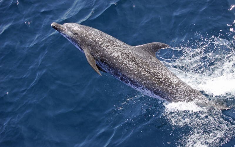 An Atlantic spotted dolphin swimming fast at the surface