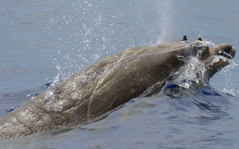 An adult male Blainville’s beaked whale surfacing