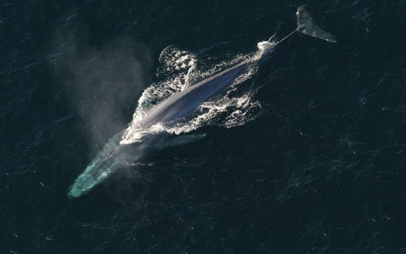 A blue whale swimming just below the surface