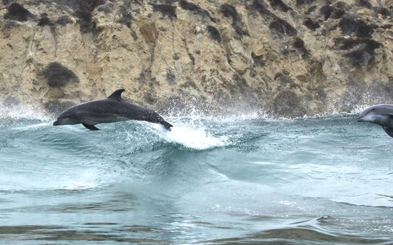 A common bottlenose dolphin leaping near the coast