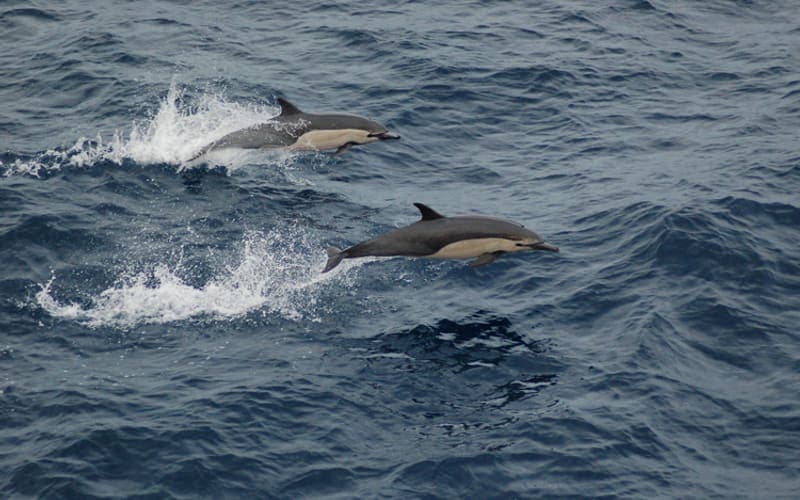 Short-beaked common dolphins porpoising through the water