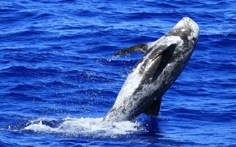 A scarred Risso’s dolphin breaching