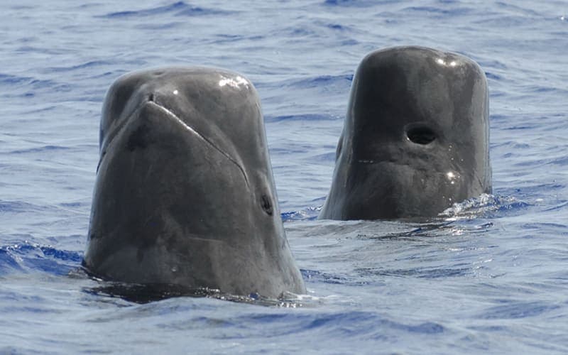 Two short-finned pilot whales spy-hopping