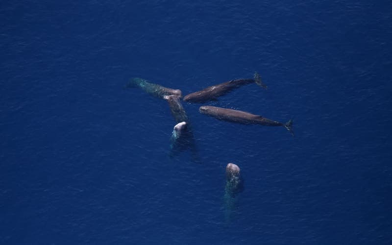 A group of sperm whales seen from above