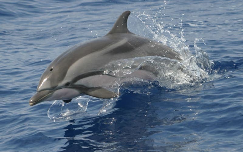 A striped dolphin leaping out of the water