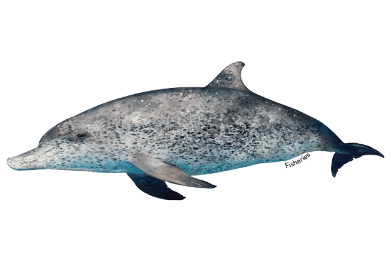 Illustration of an Atlantic spotted dolphin: a stocky dolphin covered in dark and pale spots