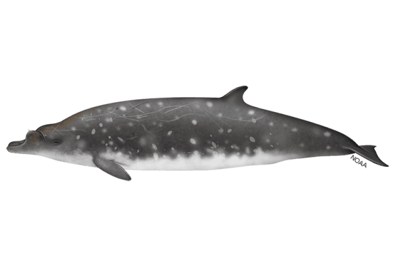 Illustration of a Blainville’s beaked whale: a dark grey whale with an arched lower jaw and pale spots