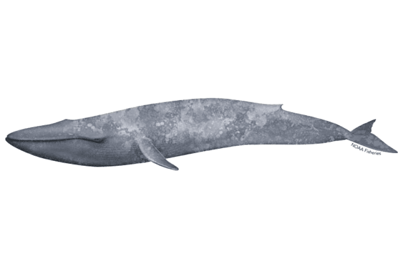 Illustration of a blue whale: a long, slender blue-grey whale with mottled skin and a tiny dorsal fin far back on the body