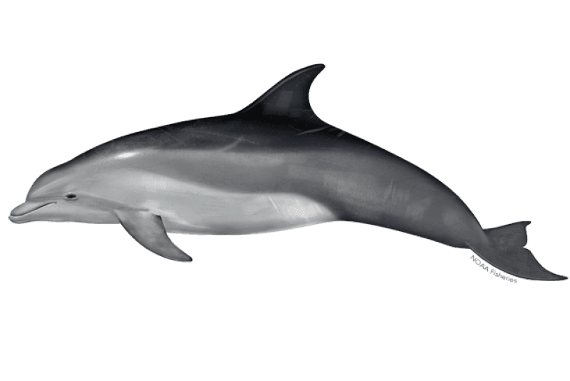 Side-profile illustration of a common bottlenose dolphin with a grey back, pale belly and short, thick snout