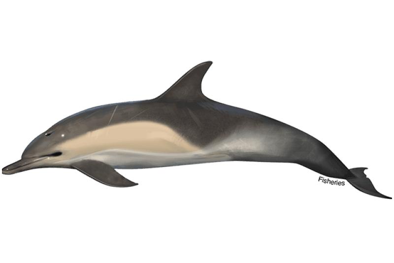 Illustration of a short-beaked common dolphin with a dark back, tan-yellow patch on the side and a white belly