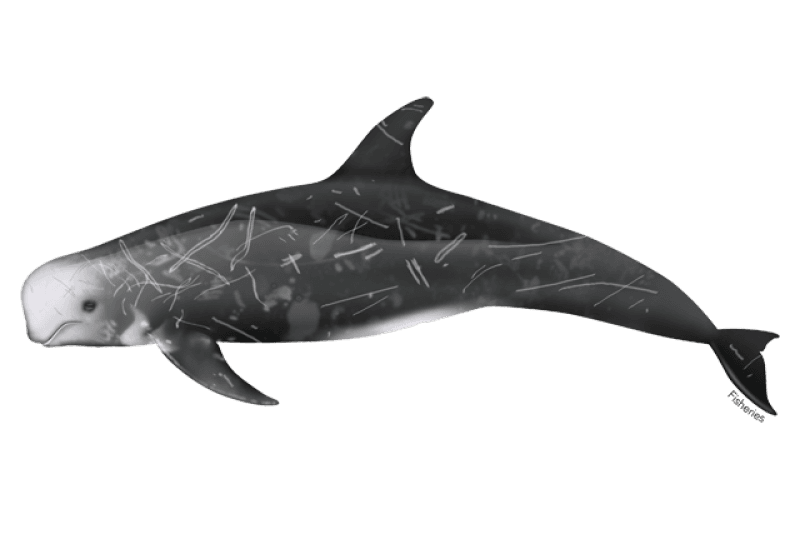 Illustration of a Risso’s dolphin: a robust grey dolphin with a blunt head and many pale scratch scars