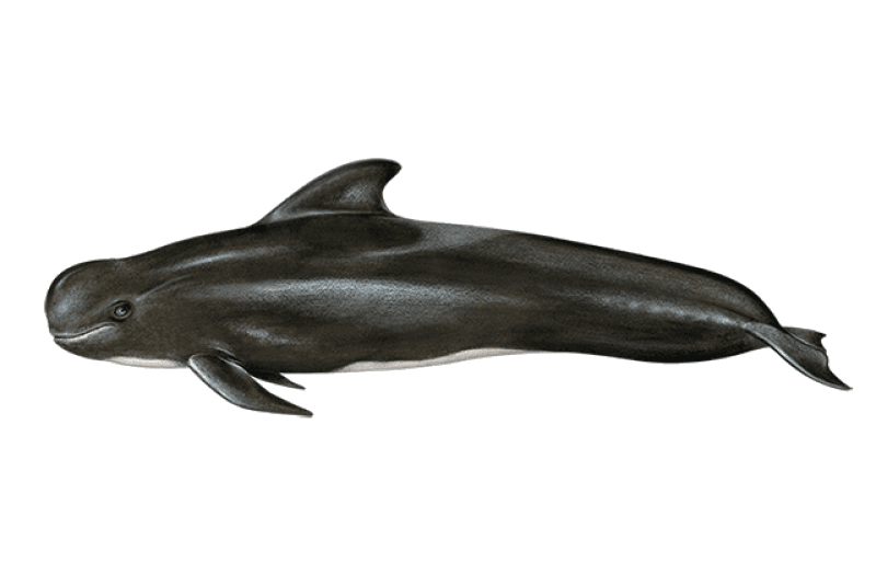 Illustration of a short-finned pilot whale: a black whale with a round head and a broad, curved dorsal fin