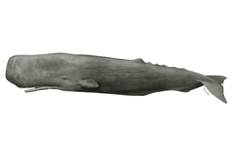 Illustration of a sperm whale: a large, wrinkled brownish-grey whale with a huge square head