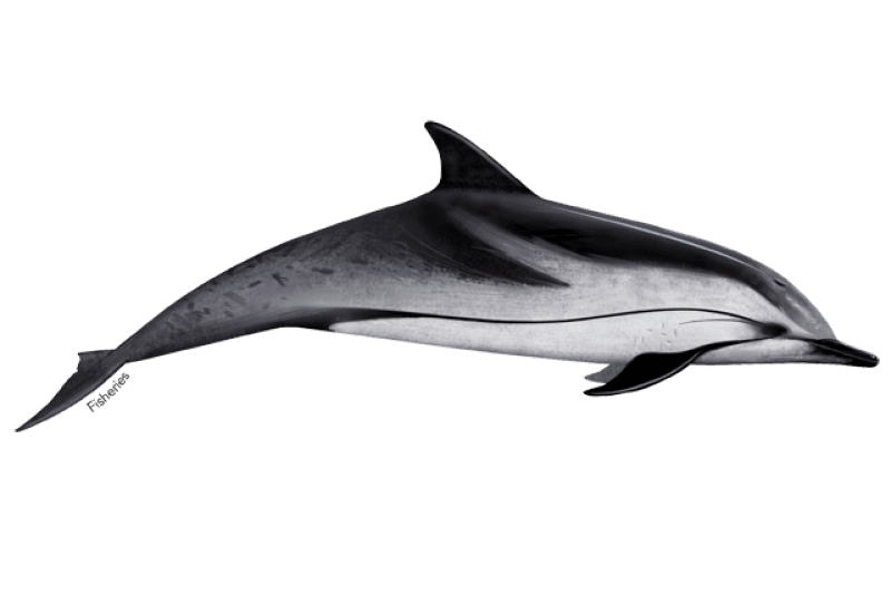 Illustration of a striped dolphin with a dark stripe from eye to tail and a pale shoulder blaze